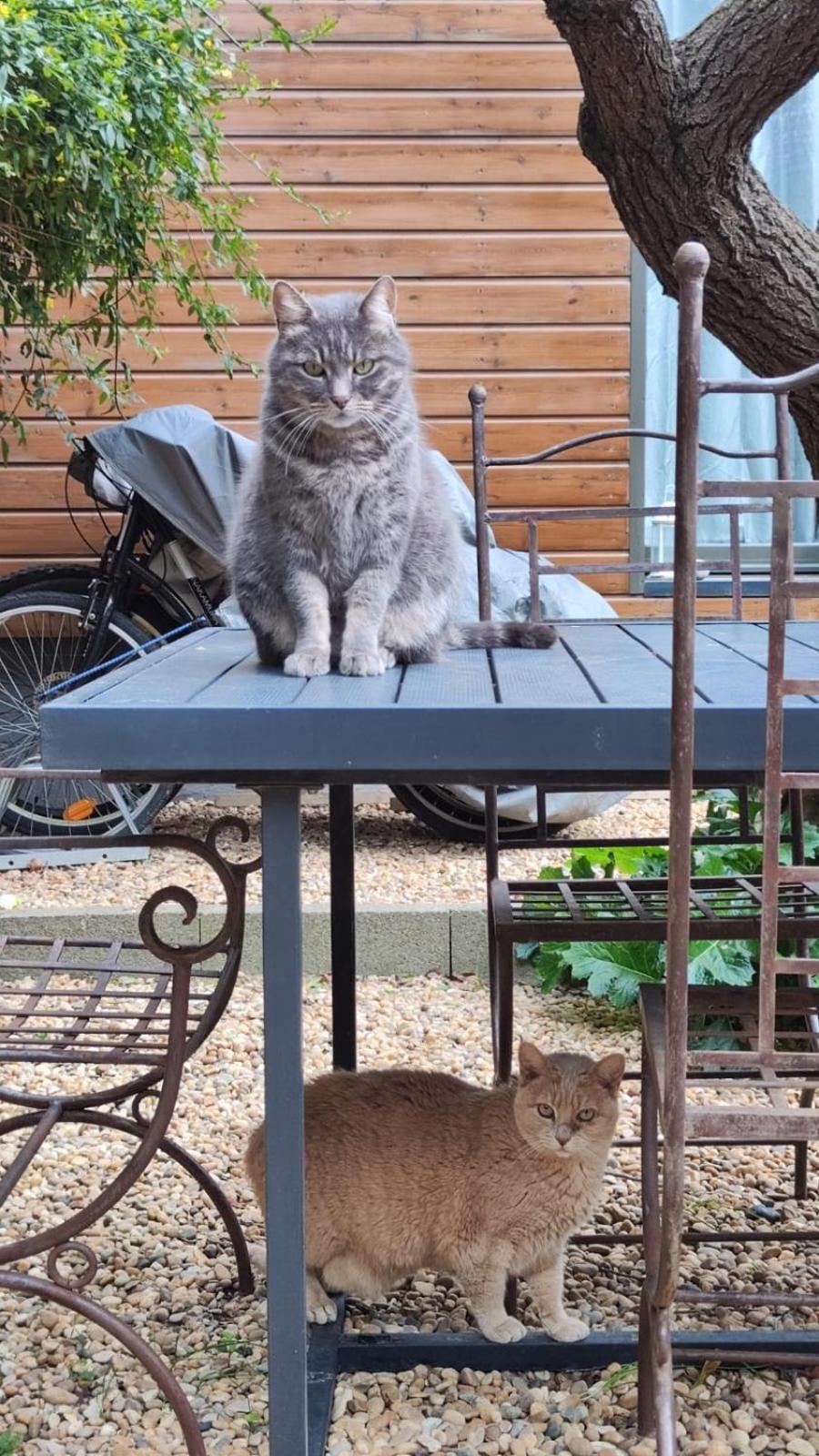 Le Jardin De Mimi Lejlighed Lézignan-Corbières Eksteriør billede
